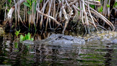 Tropické mangrovy s krokodýly a opicemi - Foto Ladislav Hanousek 0922 (2)