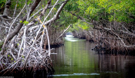 Tropické mangrovy s krokodýly a opicemi - Foto Ladislav Hanousek 0922