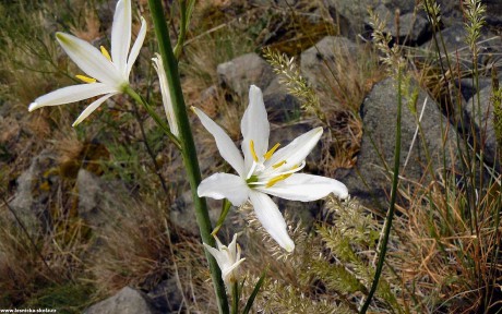 Bělozářka liliovitá - Anthericum liliago - Foto Pavel Stančík 0922