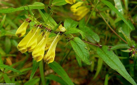 Černýš luční - Melampyrum pratense - Foto Pavel Stančík 0922