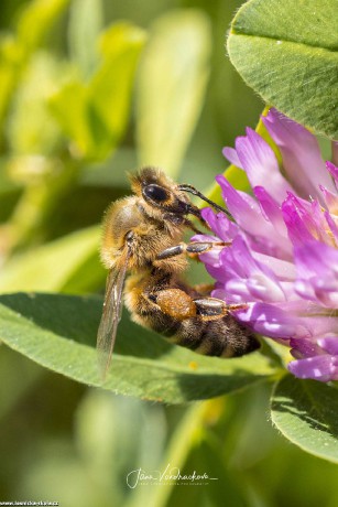 Včela medonosná - Foto Jana Vondráčková 0522
