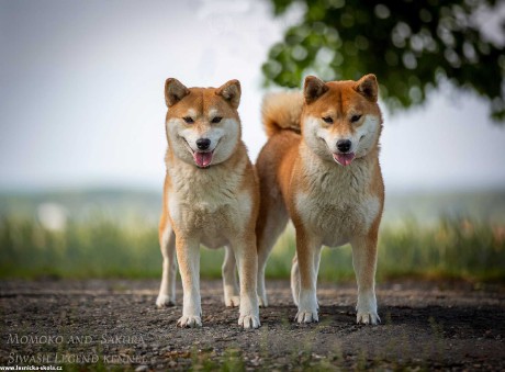 Shiba inu - Foto Jiří Křivánek 0722