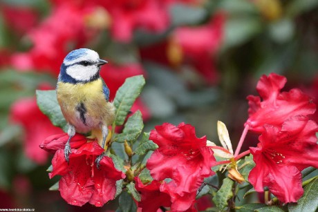 Sýkora modřinka - Parus caeruleus - Foto Irena Wenischová 0922