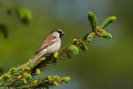 Vrabec domácí - Passer domesticus - Foto Irena Wenischová 0922