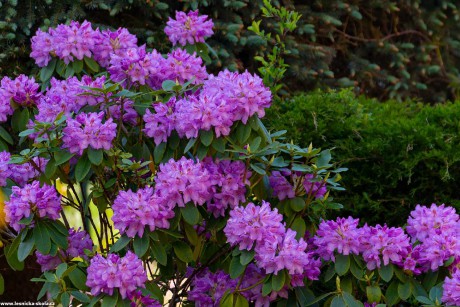 Pěnišník - Rhododendron - Foto Jaroslava Jechová 0822