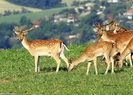 Dančí zvěř - Foto Pavel Balazka 0622 (2)