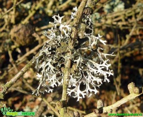 Pseudoevernia furfuracea - Foto Pavel Stančík