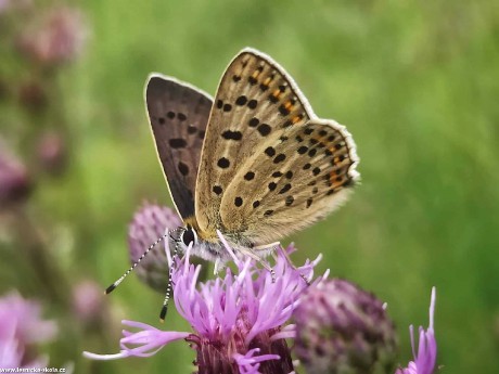 Krása hmyzího světa - Foto Adriana Simandlová 0922 (1)