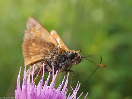 Krása hmyzího světa - Foto Adriana Simandlová 0922 (2)