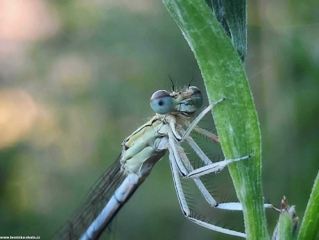 Krása hmyzího světa - Foto Adriana Simandlová 0922 (5)