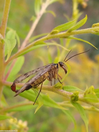 Krása hmyzího světa - Foto Adriana Simandlová 0922 (7)