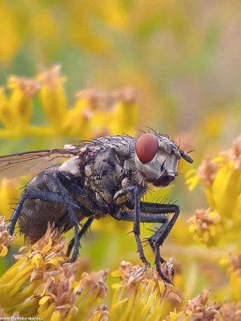 Krása hmyzího světa - Foto Adriana Simandlová 0922 (8)