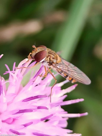 Krása hmyzího světa - Foto Adriana Simandlová 0922