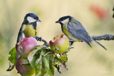 Sýkora koňadra - Parus major - Monika Suržinová 1022 (3)