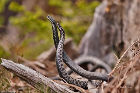 Zmije obecná - Vipera berus - Monika Suržinová 1022 (3)