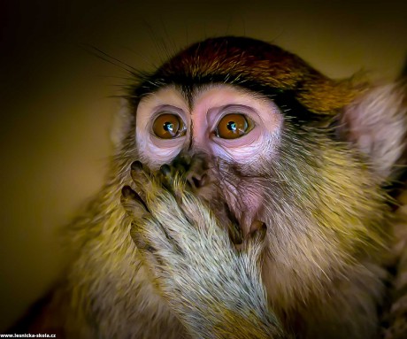 ZOO Ohrada v Hluboké nad Vltavou - Foto Ladislav Hanousek 1022 (1)