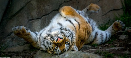 ZOO Ohrada v Hluboké nad Vltavou - Foto Ladislav Hanousek 1022