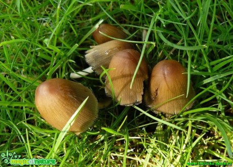 Hnojník třpytivý - Coprinellus micaceus - Foto Pavel Stančík