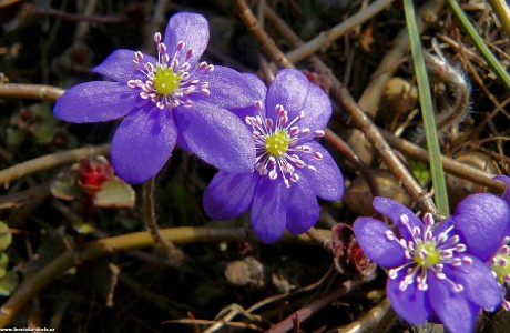 Jaterník podléška - Hepatica nobilis - Foto Pavel Stančík 1022