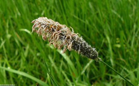 Psárka luční - Alopecurus pratensis - Foto Pavel Stančík 1022