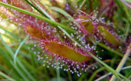 Rosnatka anglická - Drosera anglica - Foto Pavel Stančík 1022