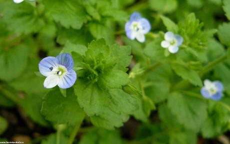 Rozrazil perský - Veronica persica - Foto Pavel Stančík 1022