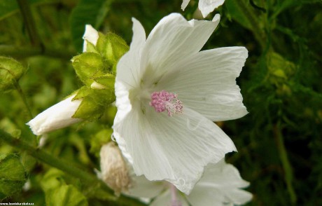 Sléz pižmový - Malva moschata - Foto Pavel Stančík 1022