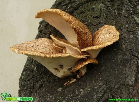 Choroš šupinatý - Polyporus squamosus - Foto Pavel Stančík