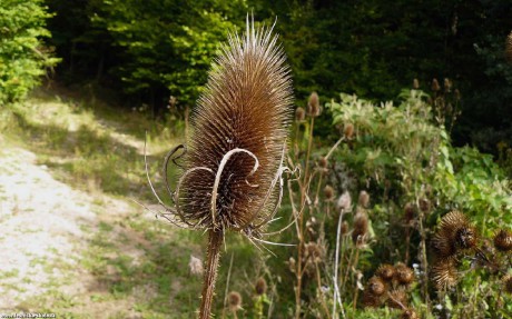 Štětka planá - Dipsacus fullonum - Foto Pavel Stančík 1022