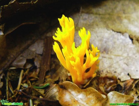 Krásnorůžek lepkavý - Calocera viscosa - Foto Pavel Stančík