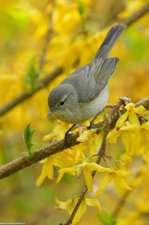 Budníček menší - Phylloscopus collybita - Foto Irena Wenischová 1022