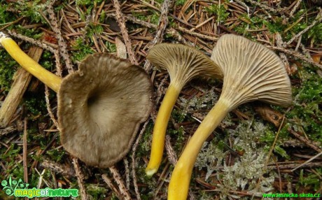 Liška nálevkovitá - Cantharellus tubaeformis - Foto Pavel Stančík (2)