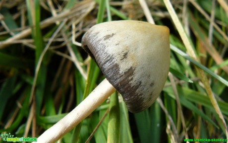 Lysohlávka kopinatá - Psilocybe semilancelata - Foto Pavel Stančík