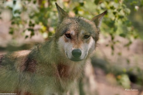 Vlk obecný - Canis lupus - Monika Suržinová 1022 (1)
