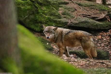 Vlk obecný - Canis lupus - Monika Suržinová 1022 (2)