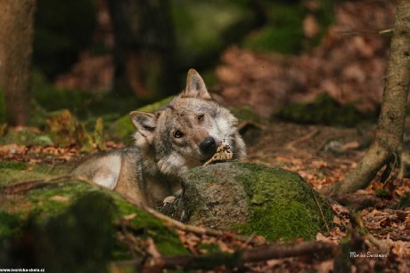 Vlk obecný - Canis lupus - Monika Suržinová 1022 (3)