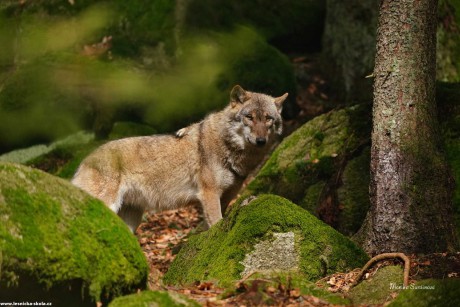 Vlk obecný - Canis lupus - Monika Suržinová 1022 (4)