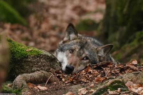 Vlk obecný - Canis lupus - Monika Suržinová 1022 (6)