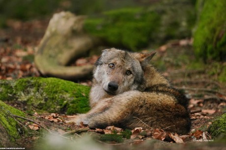 Vlk obecný - Canis lupus - Monika Suržinová 1022 (7)