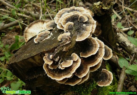 Outkovka pestrá - Trametes versicolor - Foto Pavel Stančík