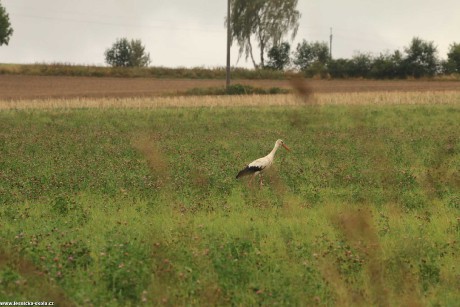 Setkání s čápy - Foto Ladislav Jonák 0822 (4)