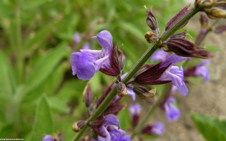 Šalvěj lékařská - Salvia officinalis - Foto Pavel Stančík 1022