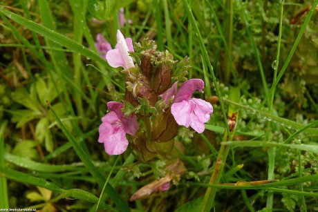 Všivec lesní - Pedicularis sylvatica - Foto Pavel Stančík 1022