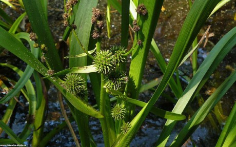 Zevar vzpřímený - Sparganium erectum - Foto Pavel Stančík 1022