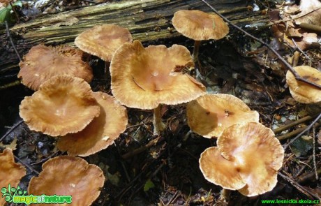 Penízovka hřebílkatá - Gymnopus peronatus - Foto Pavel Stančík