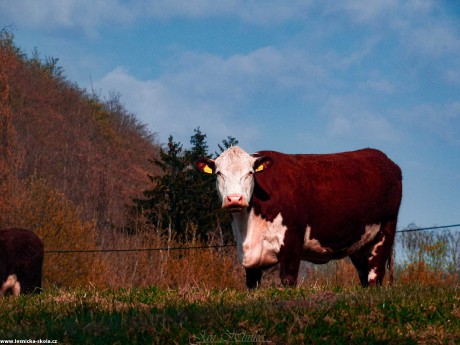 V podvečer na pastvě - Foto Jan Hlinka 1122