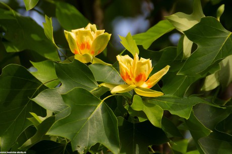 Liliovník tulipánokvětý - Foto Jaroslava Jechová 0622