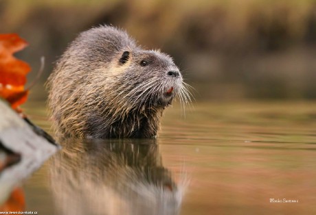 Nutrie říční - Myocastor coypus - Foto Monika Suržinová 1122 (1)