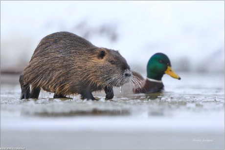 Nutrie říční - Myocastor coypus - Foto Monika Suržinová 1122 (3)