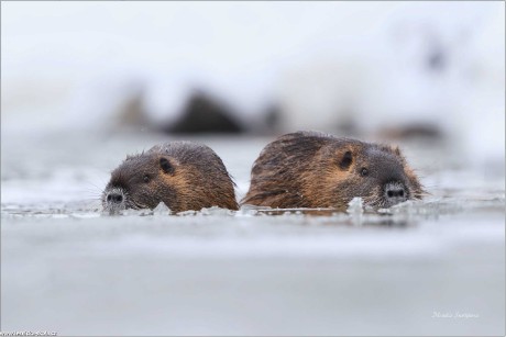 Nutrie říční - Myocastor coypus - Foto Monika Suržinová 1122 (4)